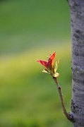 Ngày 22 - Một Chồi Sẽ Ra Từ Gốc Sót Lại Của Nhà Gie-sê