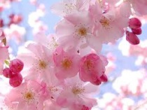 Thì Thầm...Hoa Cỏ Mùa Xuân