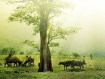 Việt Nam Quê Hương Tôi