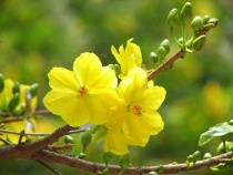 Xuân Tươi Mới
