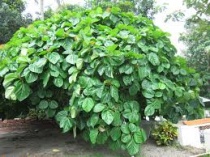 Ngày 02 – Bài Học Về Cây Vả