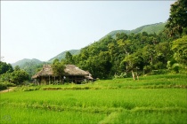 Tình Quê