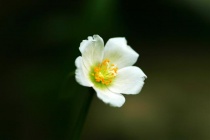 Hoa Tình Yêu