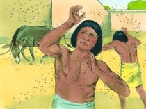 Ngày 08 – Tai Vạ Muỗi Mắt Và Tai Vạ Ruồi Mòng