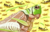 Ngày 11 – Tai Vạ Cào Cào