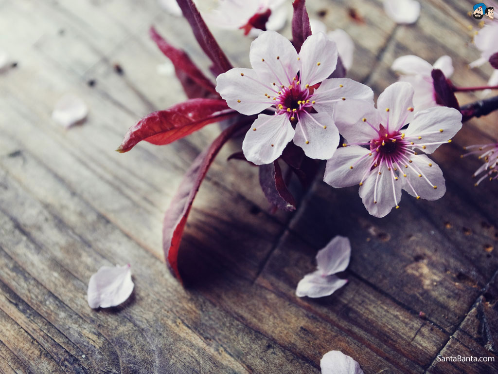 Chúa Xuân Có Đang Ngự Lòng?