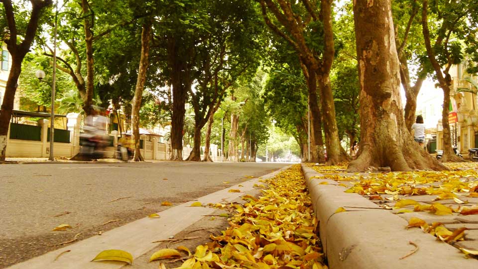 Hạ Vàng