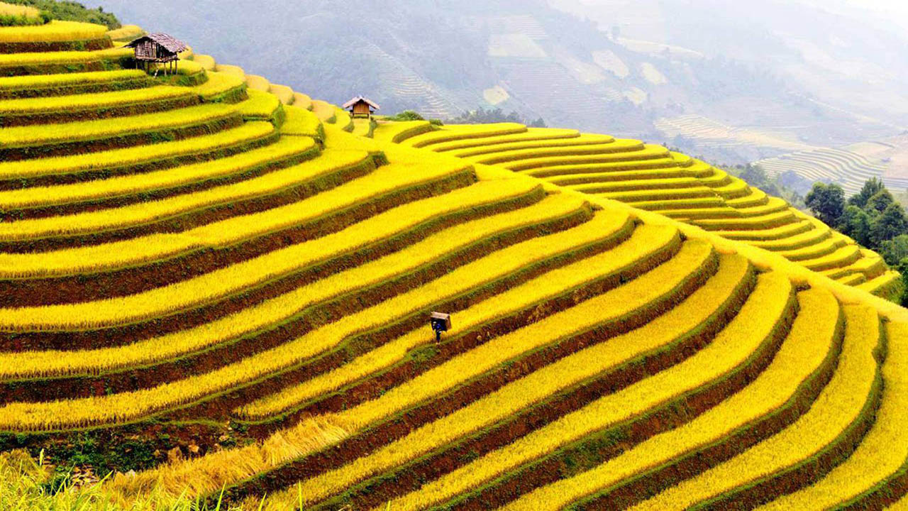 GIEO VÀ GẶT