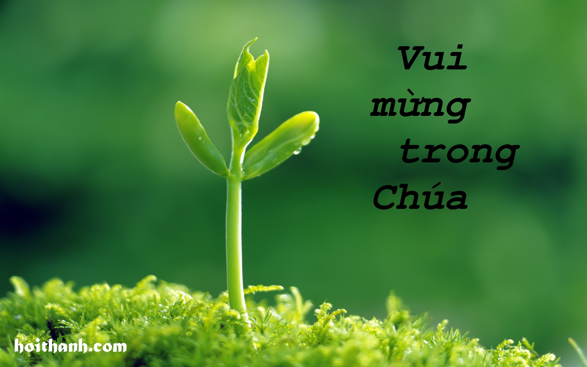 NĂM MỚI VUI MỪNG TRONG CHÚA
