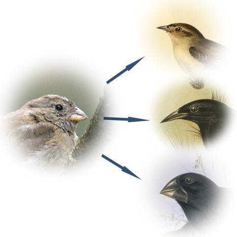 Tại Sao Người Không Có Đuôi? - Phần 2: Những con chim sẻ của Darwin