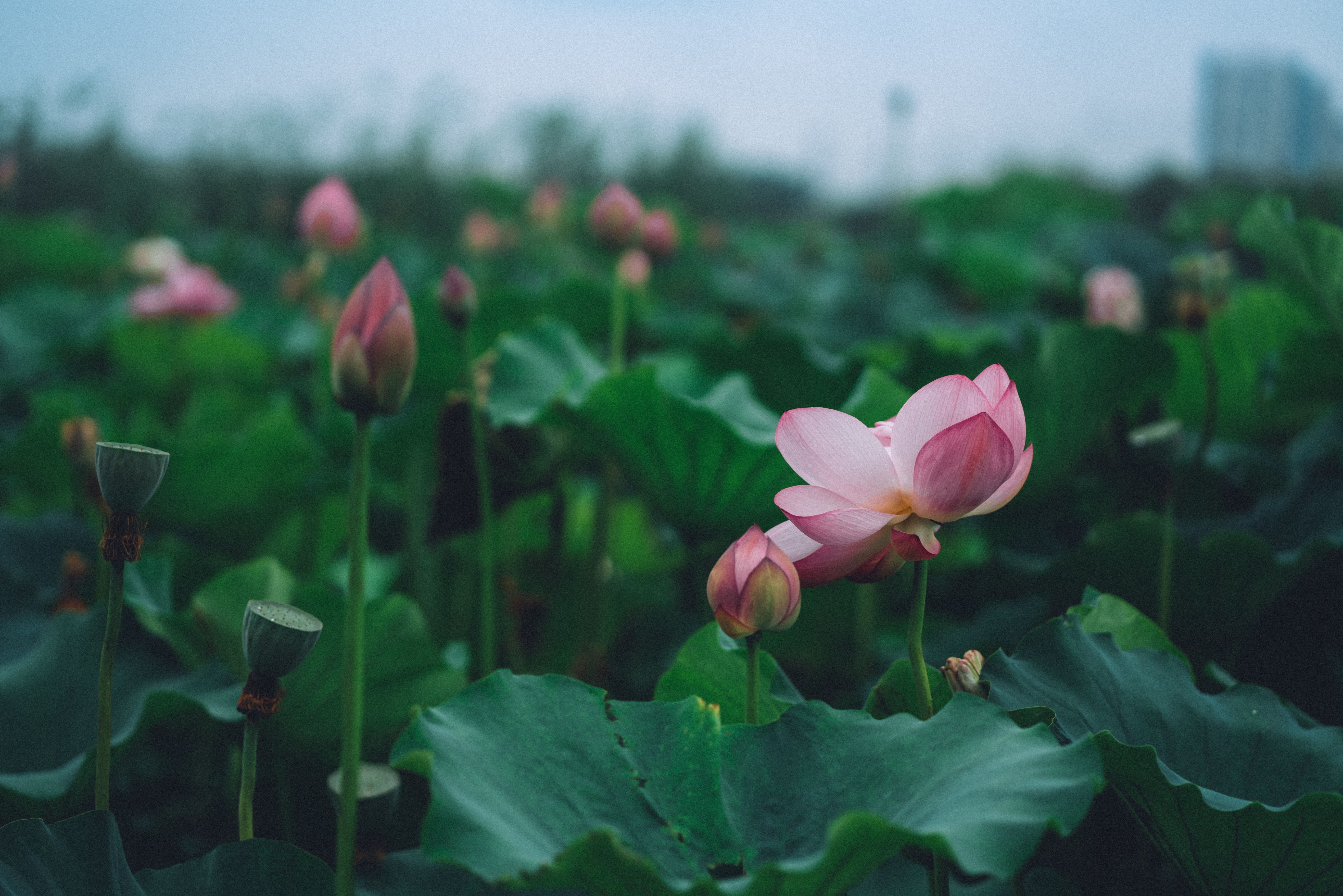 Cầu Nguyện Cho Đất Nước