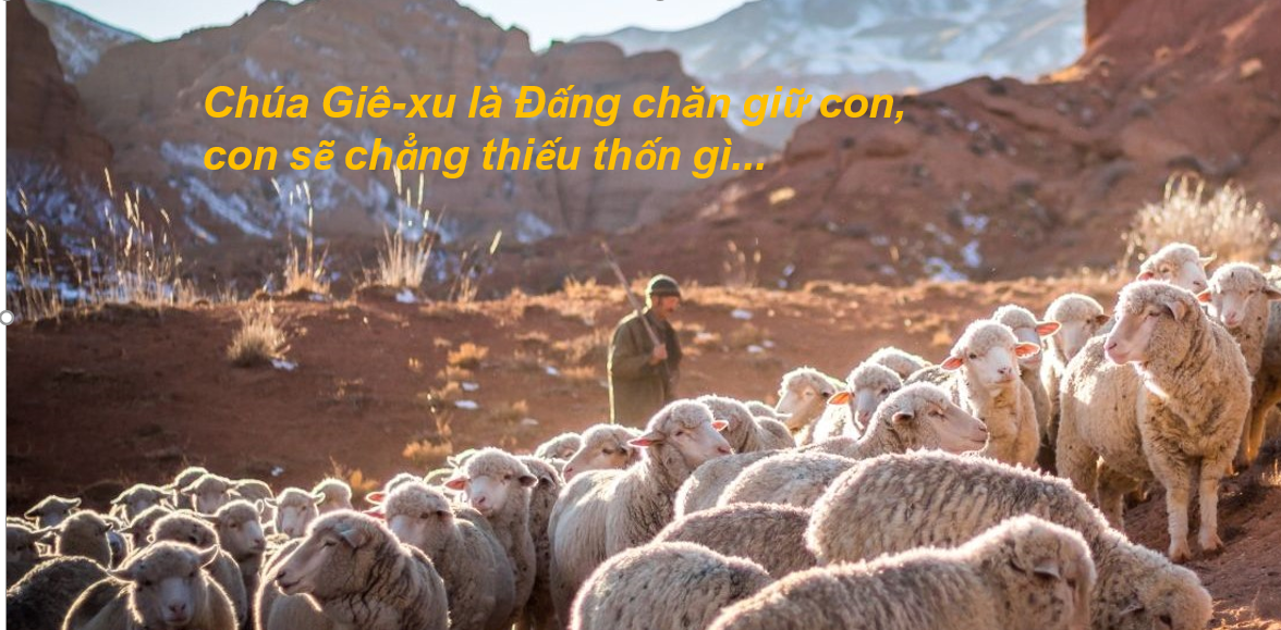 Thánh Thi 23: Chúa Giê-xu là Đấng chăn dắt con