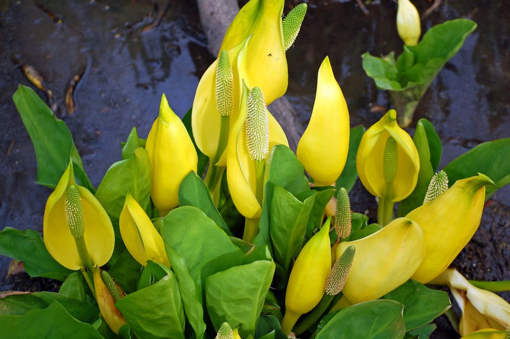 Cải Chồn Hôi (Lysichiton americanus)