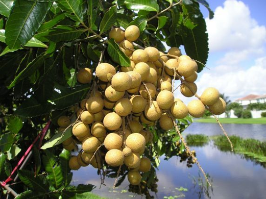 Phước Hạnh Hay Rủa Sả