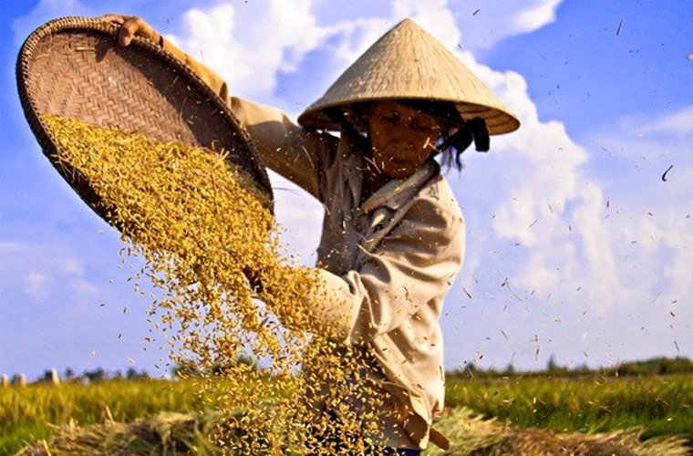 Radio Mana Thuộc Linh – Phần 204: Sàng Sảy Và Tan Lạc
