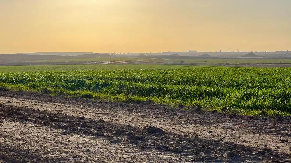 Nông Dân Miền Nam Israel Khiến Sa Mạc Nở Hoa Trở Lại Sau Sự Tàn Phá Kinh Hoàng Của Hamas
