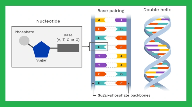 Trình Tự DNA Nhổ Bật Rễ Cây Sự Sống Của Darwin