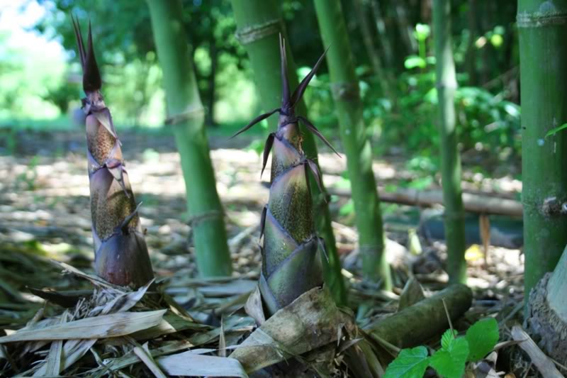Radio Mana Thuộc Linh: Thi Thiên | “Tre Già Măng Mọc”