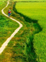 Chùm Ảnh - Người Mẹ