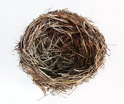 Không Có Tổ Chim Trong Tóc Bạn