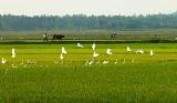 canh_dong