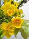 Xuân Nhờ Cậy Chúa