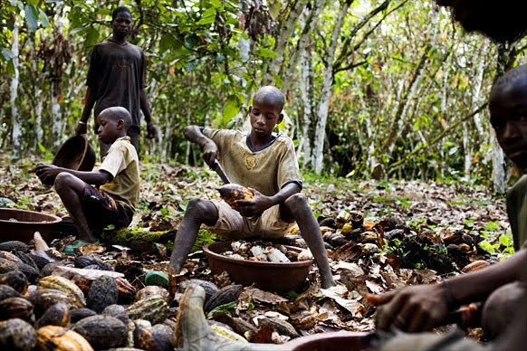 nô lệ cacao