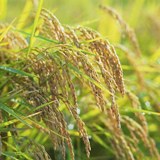 Ngày 4 – Những Sự Đáp Ứng Khác Nhau