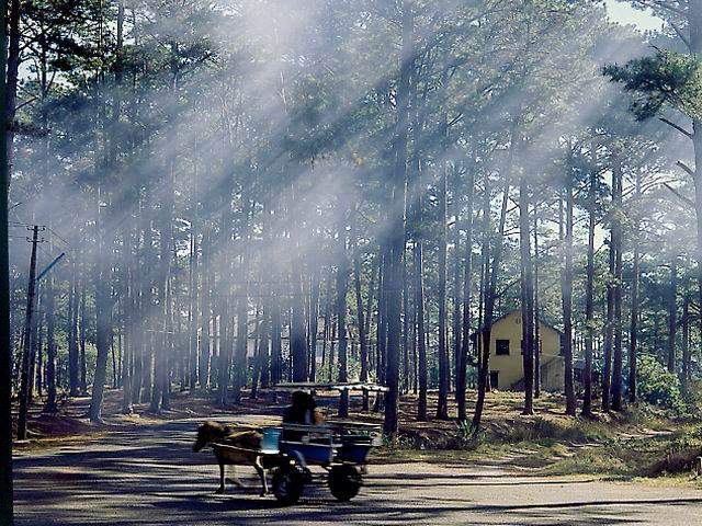 dalat1