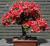 Bạn Muốn Thành Mẫu Người Nào?