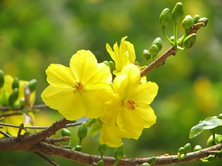 Gương Truyền Giáo Của Hội Thánh Nam Hàn