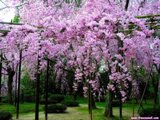 Mùa Xuân Nói Chuyện Hoa Trong Thơ Nguyễn Bính