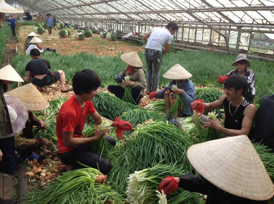 Ảnh mọi người đang l&agrave;m việc tại vườn rau